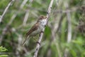 Garden warbler Royalty Free Stock Photo