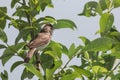 Garden warbler Royalty Free Stock Photo