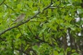 Garden Warbler in spring