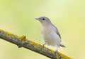 Garden warbler, Sylvia borin. A bird sits on a beautiful branch