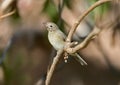 The garden warbler Sylvia borin