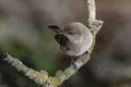 Garden warbler Sylvia borin , Malta, Mediterranean