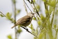 Garden warbler, Sylvia borin Royalty Free Stock Photo