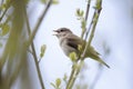 Garden warbler, Sylvia borin Royalty Free Stock Photo
