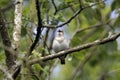 Garden warbler, Sylvia borin Royalty Free Stock Photo