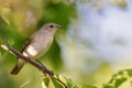 Garden warbler (Sylvia borin