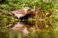 Garden Warbler Sylvia borin