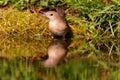 Garden Warbler Sylvia borin Royalty Free Stock Photo