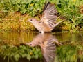 Garden Warbler (Sylvia borin Royalty Free Stock Photo