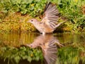 Garden Warbler (Sylvia borin