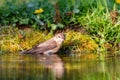 Garden Warbler (Sylvia borin Royalty Free Stock Photo