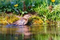 Garden Warbler (Sylvia borin