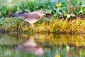 Garden Warbler (Sylvia borin