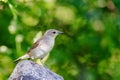 Garden warbler (Sylvia borin Royalty Free Stock Photo