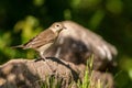 Garden warbler (Sylvia borin