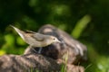 Garden warbler (Sylvia borin