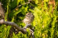 Garden warbler Sylvia borin on Thuja Royalty Free Stock Photo