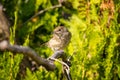 Garden warbler Sylvia borin on Thuja