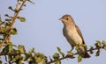 Garden Warbler on Tree Branch Royalty Free Stock Photo