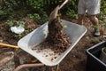 Garden waste being tipped into a wheelbarrow Royalty Free Stock Photo