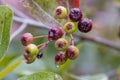 Garden, water, dew, rain, fruit, greenery, nature, daytime, leaves, hokeberry