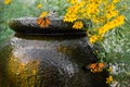 Garden Water Feature