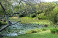 Garden water pond filled with lily plants, a bare branched maple tree at waters edge, surrounded by grass and shrubs