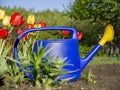 Garden watering can standing on the ground next to the tulips. Gardening on a personal area of a country house Royalty Free Stock Photo