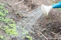 Garden is watering planters in his farm Royalty Free Stock Photo