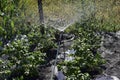 Garden watering with water from a hose and a water Sprinter