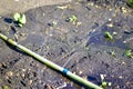 Garden watering with water from a hose and a water Sprinter