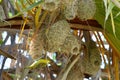 Garden Weaver female Ploceus cucullatus in the nest group.