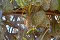 Garden Weaver female Ploceus cucullatus in the nest group.