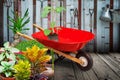 Garden wheelbarrow cart and plants