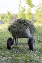 Garden wheelbarrow with cut grass Royalty Free Stock Photo