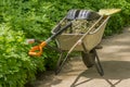 Garden wheelbarrow filled with dry leafs and garden tools on it