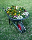 Garden wheelbarrow filled with flowering pansies set on green grass lawn