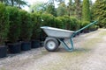 Garden wheelbarrow in front of row of coniferous trees in tree plant garden nursery Royalty Free Stock Photo