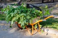 garden wheelbarrow loaded with cut green branches of trees, shrubs. Garden equipment for gardening Royalty Free Stock Photo