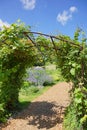 A garden in which a honeysuckle is growing Royalty Free Stock Photo