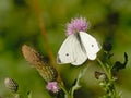 Garden white butterfly getting nectar from a pink thistle flower  - Pieris Royalty Free Stock Photo