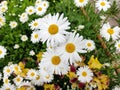 Garden white daisies on a green background. Daisies in summer in sunny weather Royalty Free Stock Photo