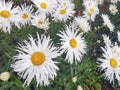 Garden white daisies on a green background. Daisies in summer in sunny weather Royalty Free Stock Photo