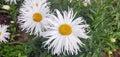 Garden white daisies on a green background. Daisies in summer in sunny weather Royalty Free Stock Photo