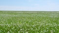 Garden white daisies sway in the wind among green grass. Beautiful daises. Against blue sky. Wide shot. Royalty Free Stock Photo