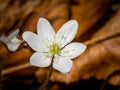 Garden white hepatics Anemone seen in early spring Royalty Free Stock Photo