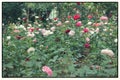 Beautiful rose garden with a lots of colors in the summer day Royalty Free Stock Photo