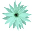 Garden white-turquoise flower, white isolated background with clipping path. Closeup. no shadows. view of the stars, for the de Royalty Free Stock Photo