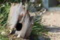 Garden wildlife haven. Beautiful hollow tree trunk hedgehog house decoration Royalty Free Stock Photo