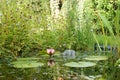 Garden Wildlife Pond Royalty Free Stock Photo